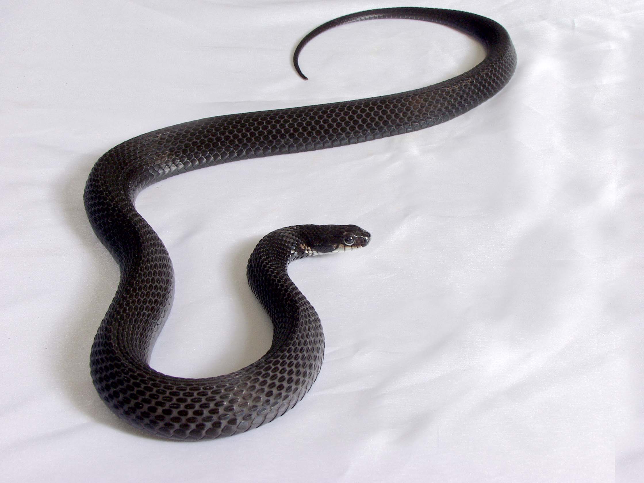 Melanistic Eastern