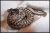 Wandering garter snake