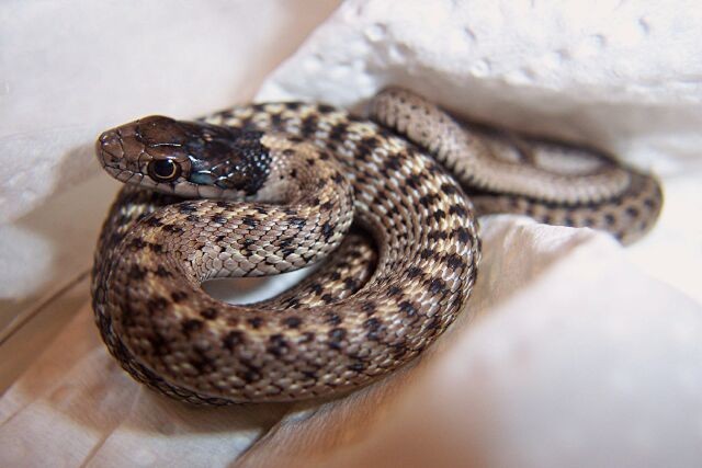 Wandering garter snake
