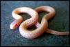 Iowa albino plains