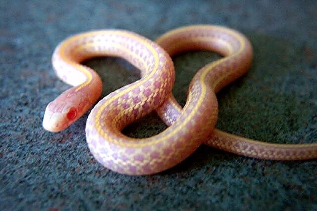 Iowa albino plains