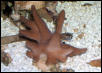 Saltwater - Austin Aquariums