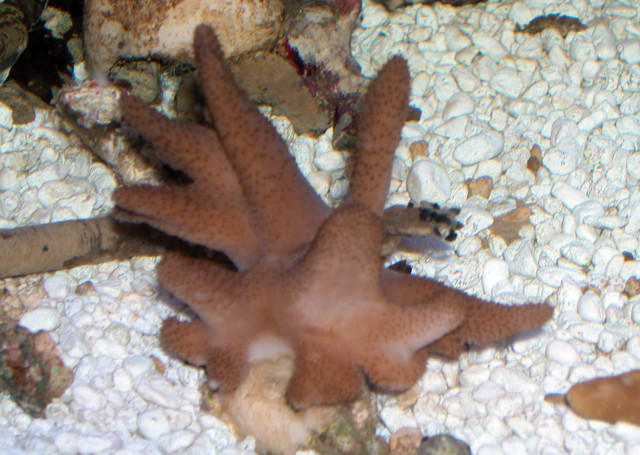 Saltwater - Austin Aquariums