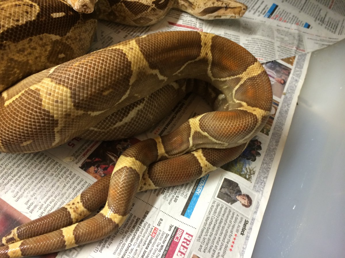 Tyson t  breeding