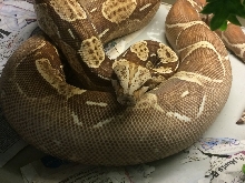 Gravid Tyson T 