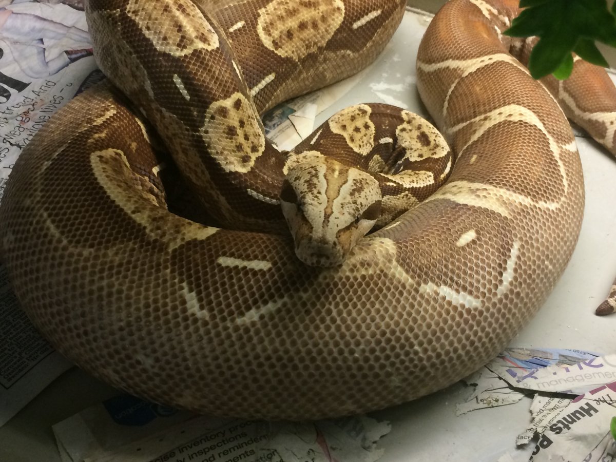 Gravid Tyson T 