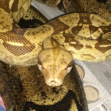Head shot of Tyson