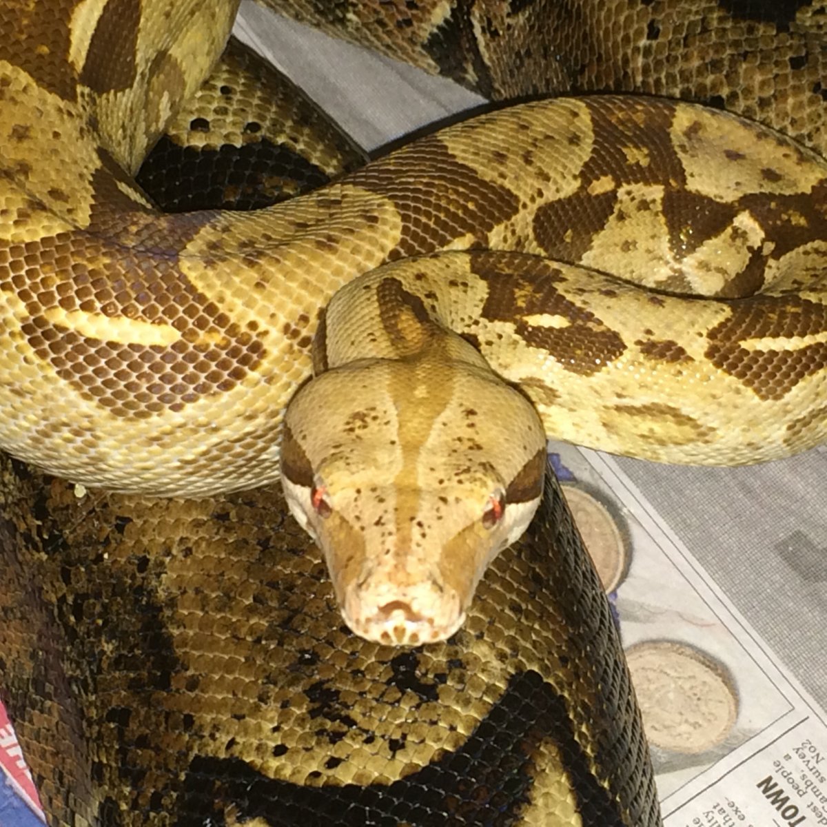 Head shot of Tyson