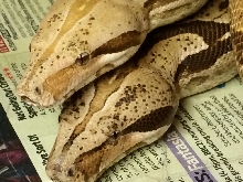 Tyson pair head shot