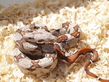T  Albino Boas