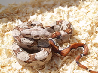 T  Albino Boas