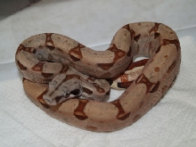 Double Het Sunglow Sharp-Strain