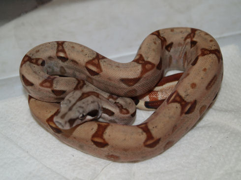 Double Het Sunglow Sharp-Strain