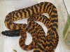 Blackheaded Pythons