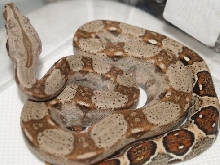 66%Possible het sharp-strain females