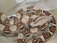 Het Sharp Strain Albinos