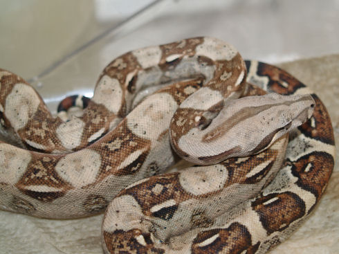 Het Sharp Strain Albinos