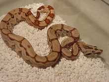 Hypo Arabesque