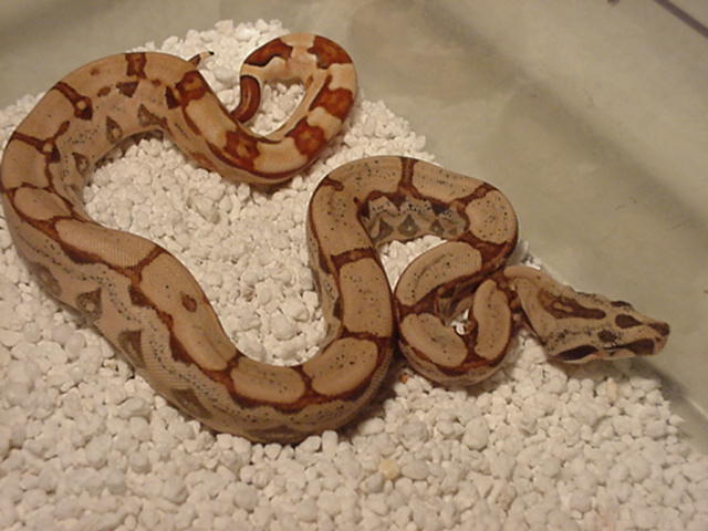 Hypo Arabesque