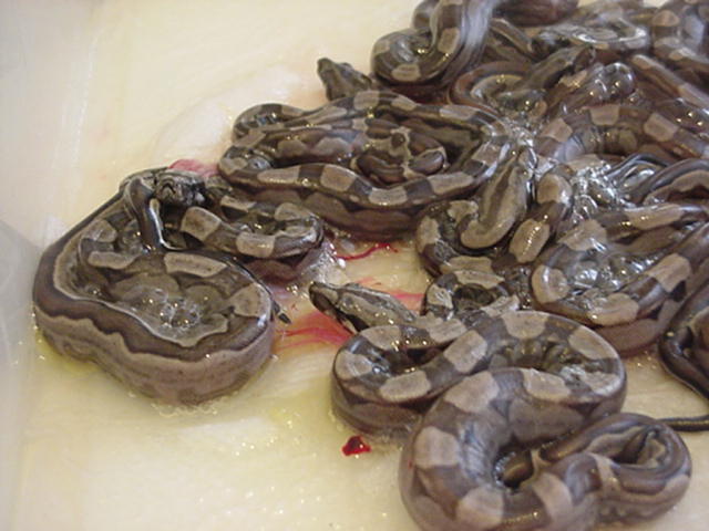 CA Motley clutch