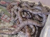 CA Motley to CA Hypo Litter