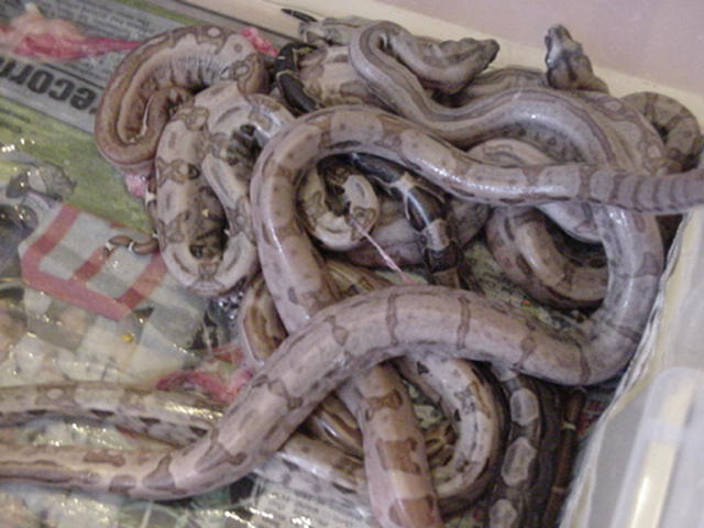 CA Motley to CA Hypo Litter
