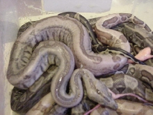 CA Motley to CA Gee line Hypo Litter