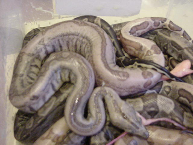 CA Motley to CA Gee line Hypo Litter