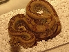 CA Jungle Hypo