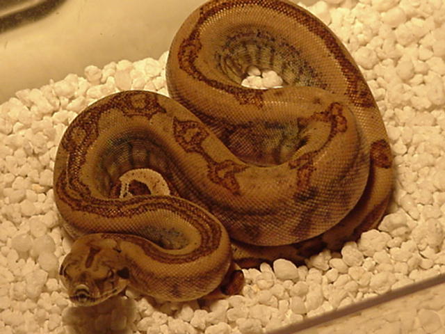 CA Jungle Hypo