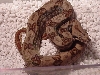 Ca Hypo From Ca Motley to CA Gee Line Hypo