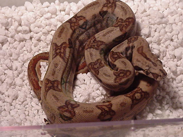 Ca Hypo From Ca Motley to CA Gee Line Hypo