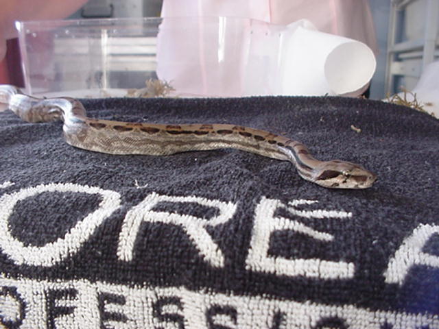 Ca Hypo from CA Hypo to motley breeding