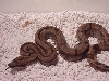 CA Hypo from CA Motley x CA Hypo