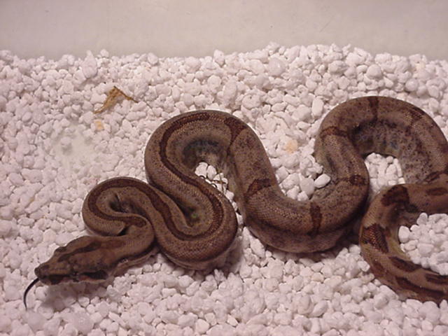 CA Hypo from CA Motley x CA Hypo