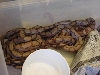 Hypo Arabesque Litter