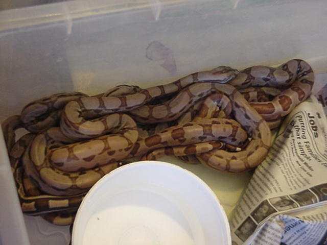 Hypo Arabesque Litter