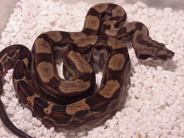 CA  Motley