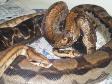 Ca Hypo  Ca Motley breeding