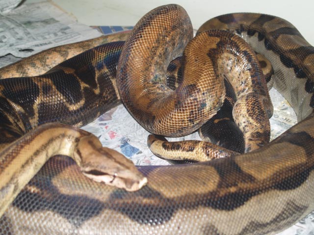 Ca Hypo  Ca Motley breeding