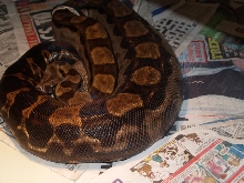 Gravid CA Motley