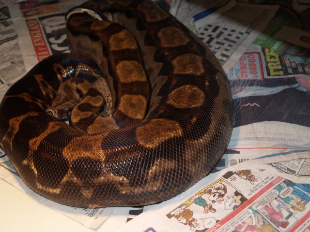 Gravid CA Motley