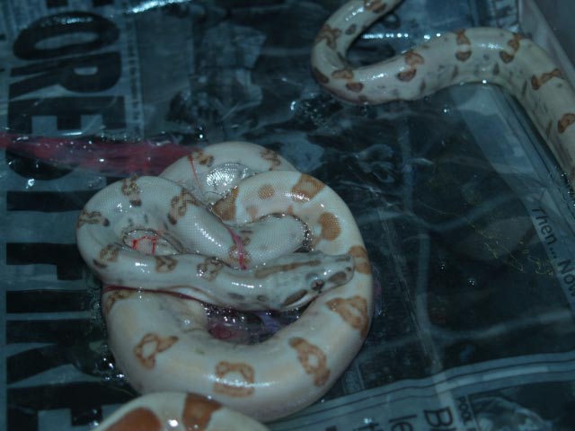 hypo