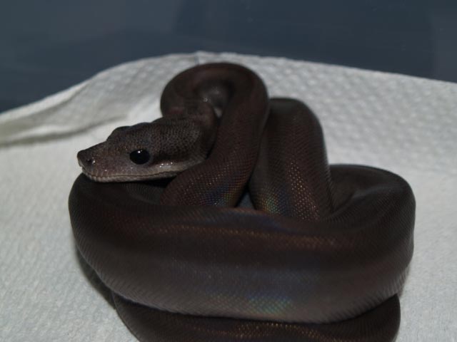 super after shed