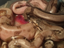 motley  x chaos