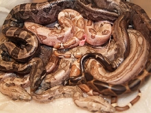 litter pic oo 2008 chaos motley