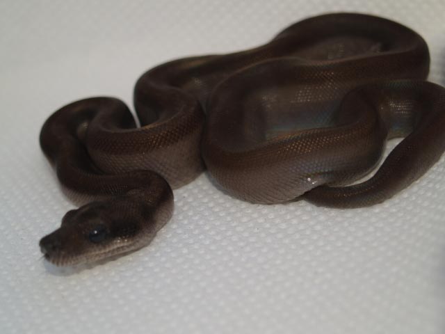 brown Super Motley single