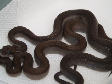 brown super