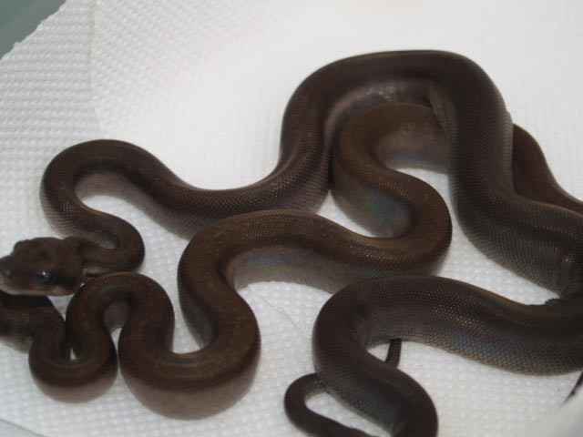 brown super
