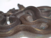 brown super 2